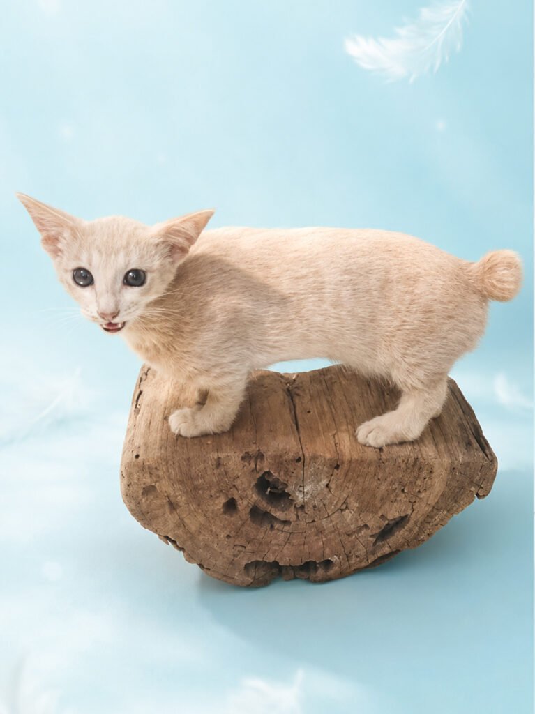 Taxidermy example